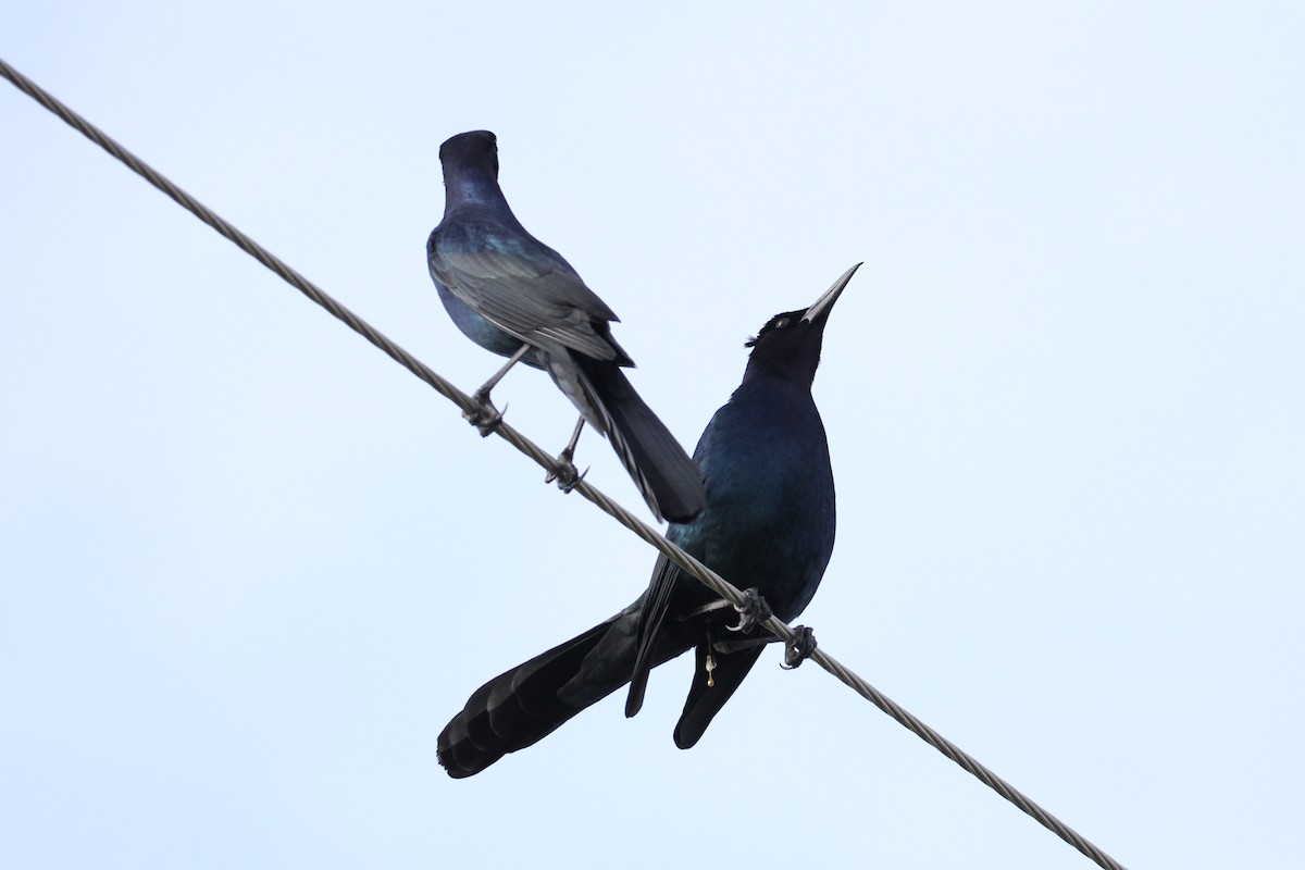 Boat-tailed Grackle - ML615209144
