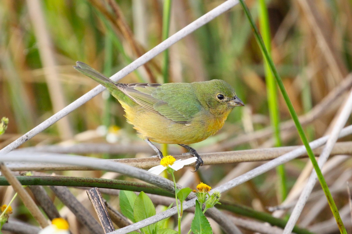 Painted Bunting - ML615209168