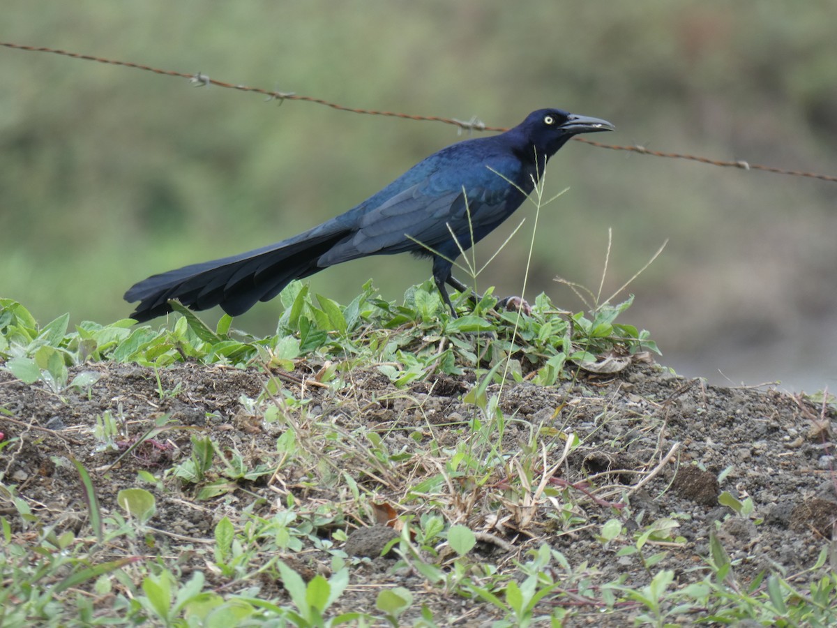 Great-tailed Grackle - ML615209235