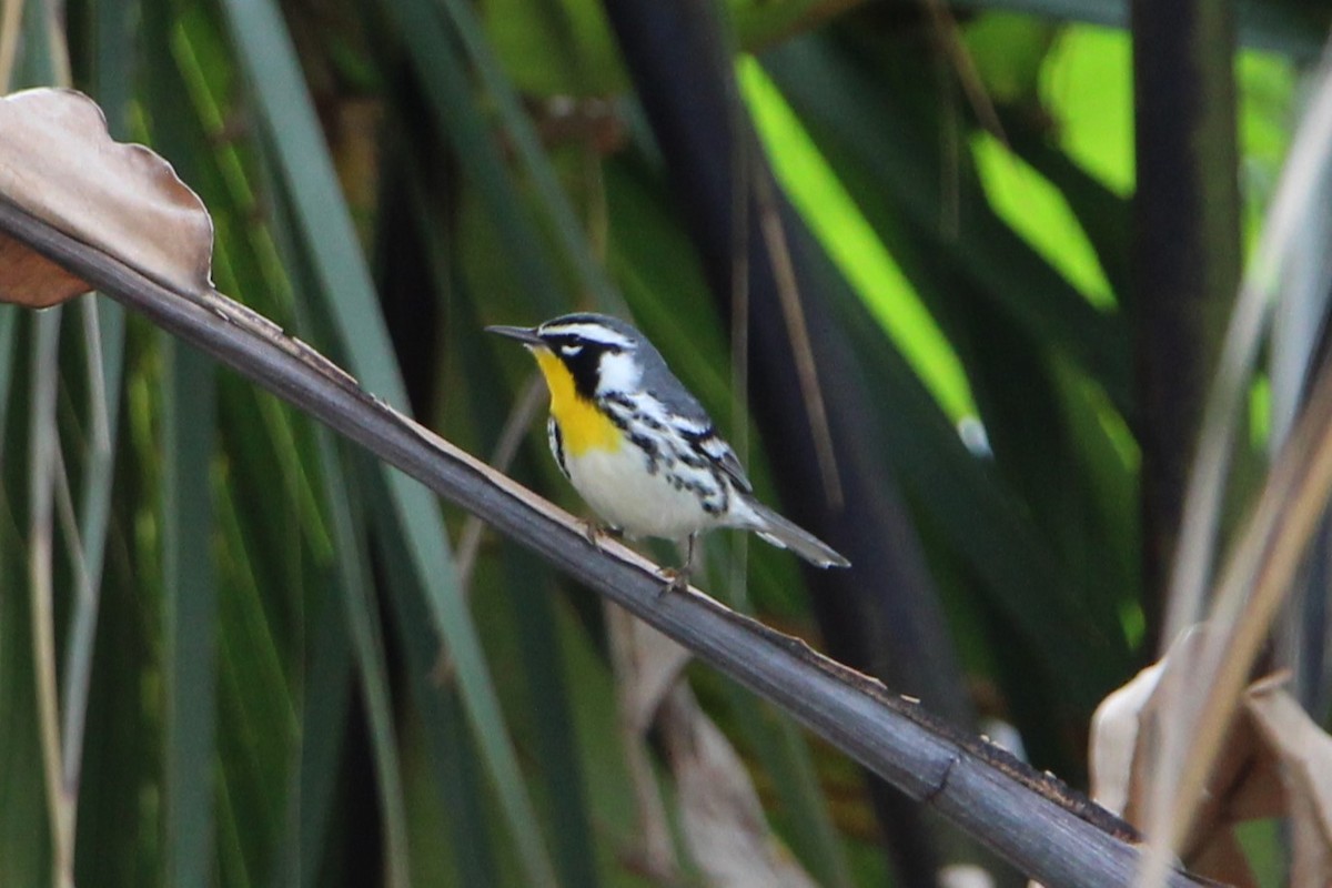Yellow-throated Warbler - Jon Pleizier