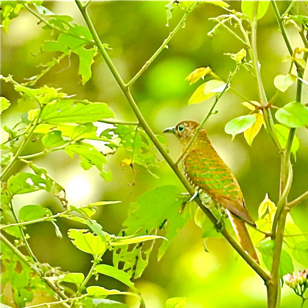 African Emerald Cuckoo (African) - ML615209425