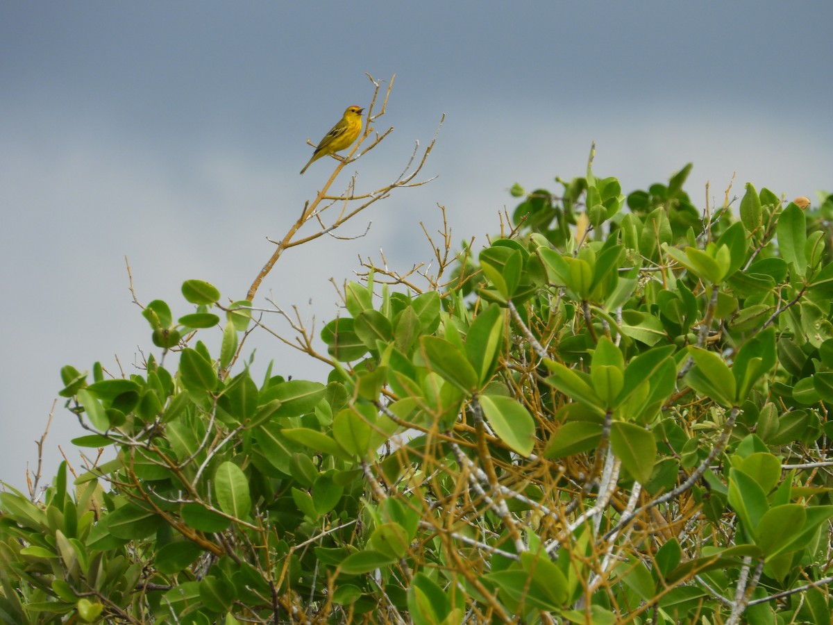 Yellow Warbler (Galapagos) - ML615209441