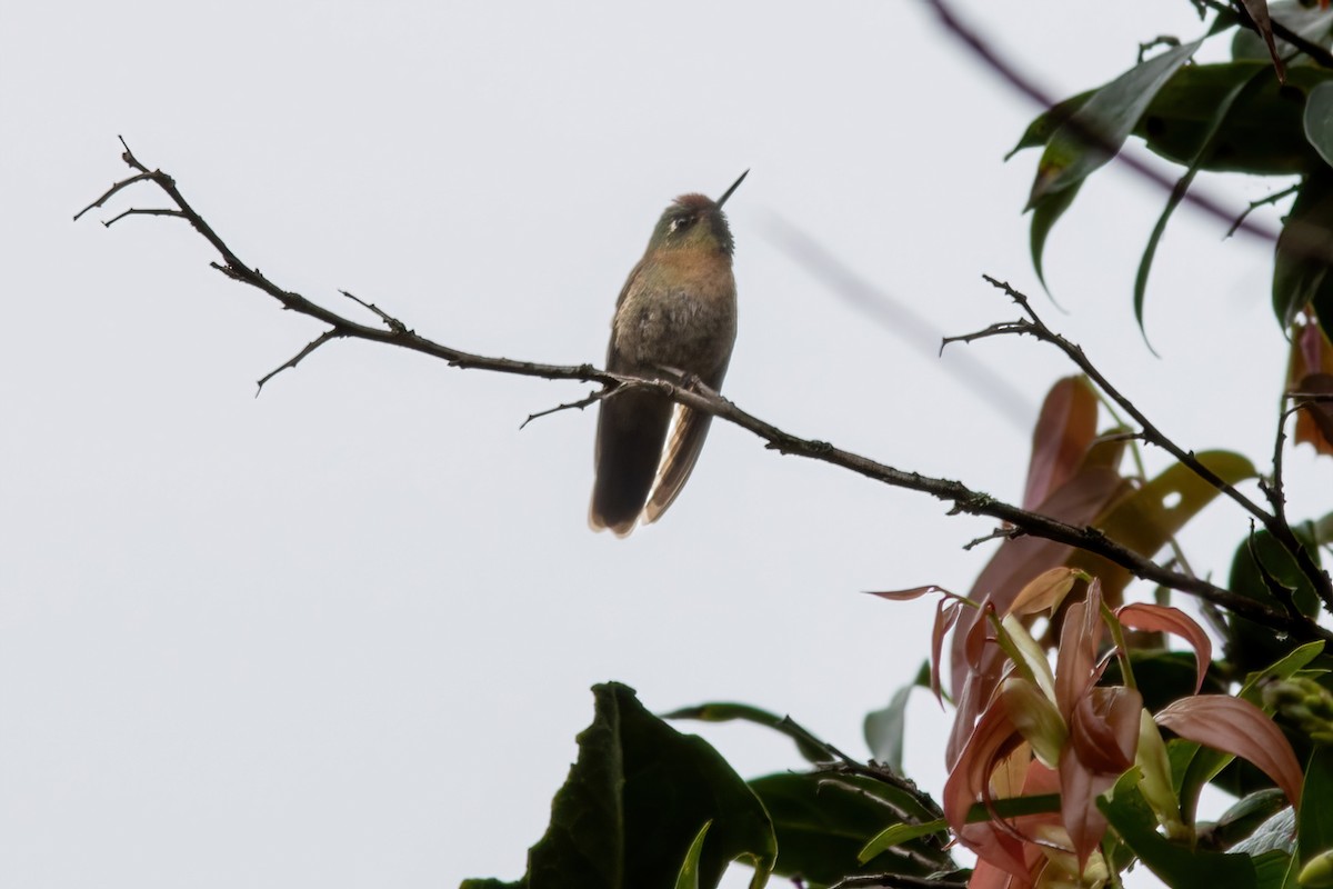 kolibřík rezavokorunkatý - ML615209816