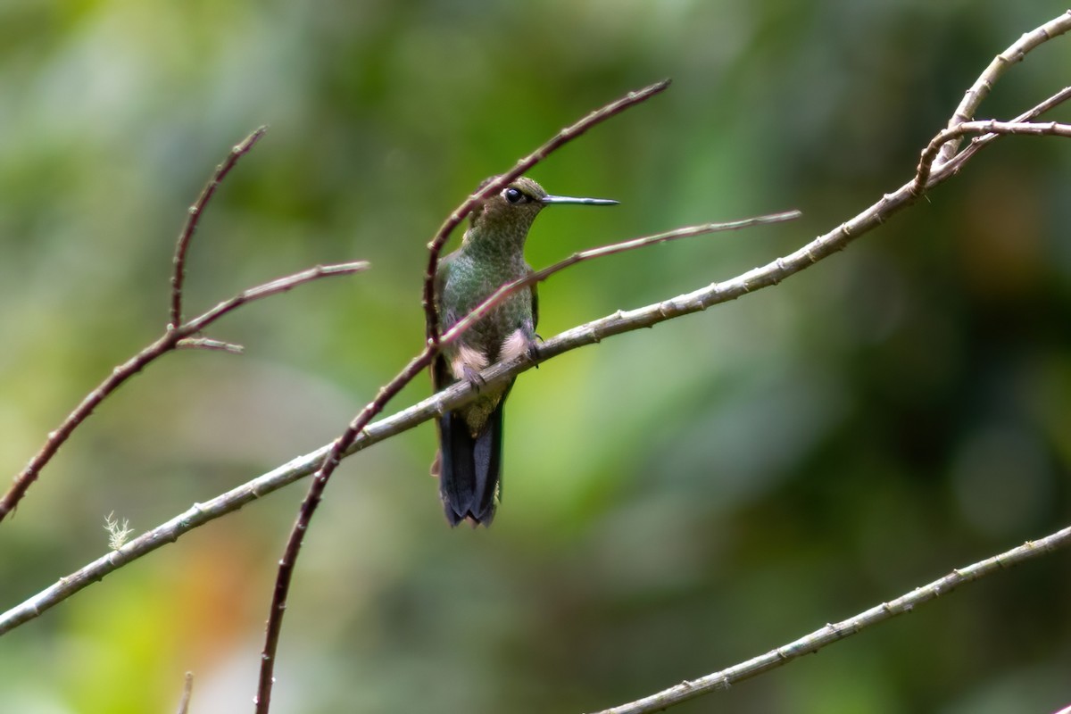 kolibřík světlerousý - ML615209826