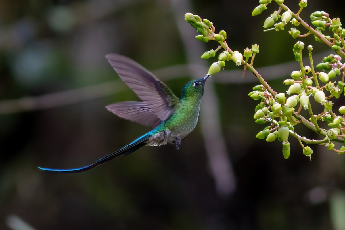 Long-tailed Sylph - ML615209854