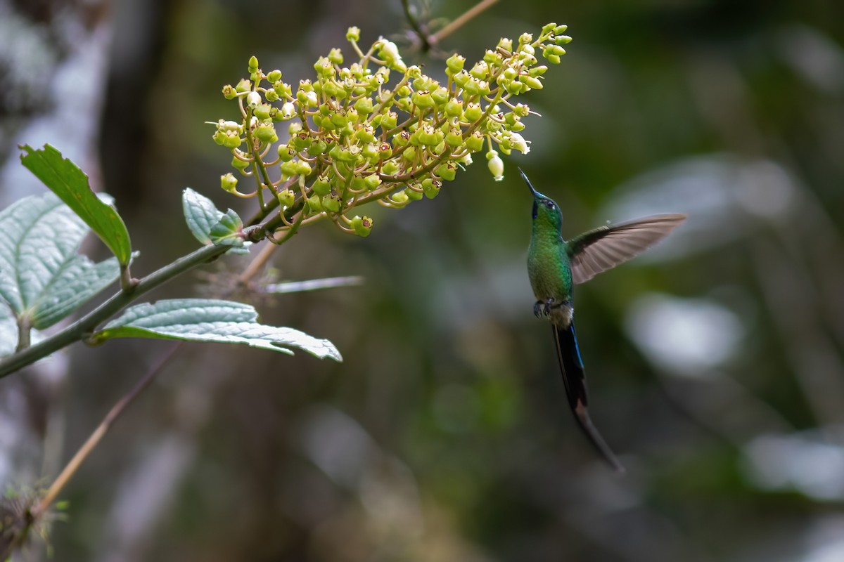 Long-tailed Sylph - ML615209855