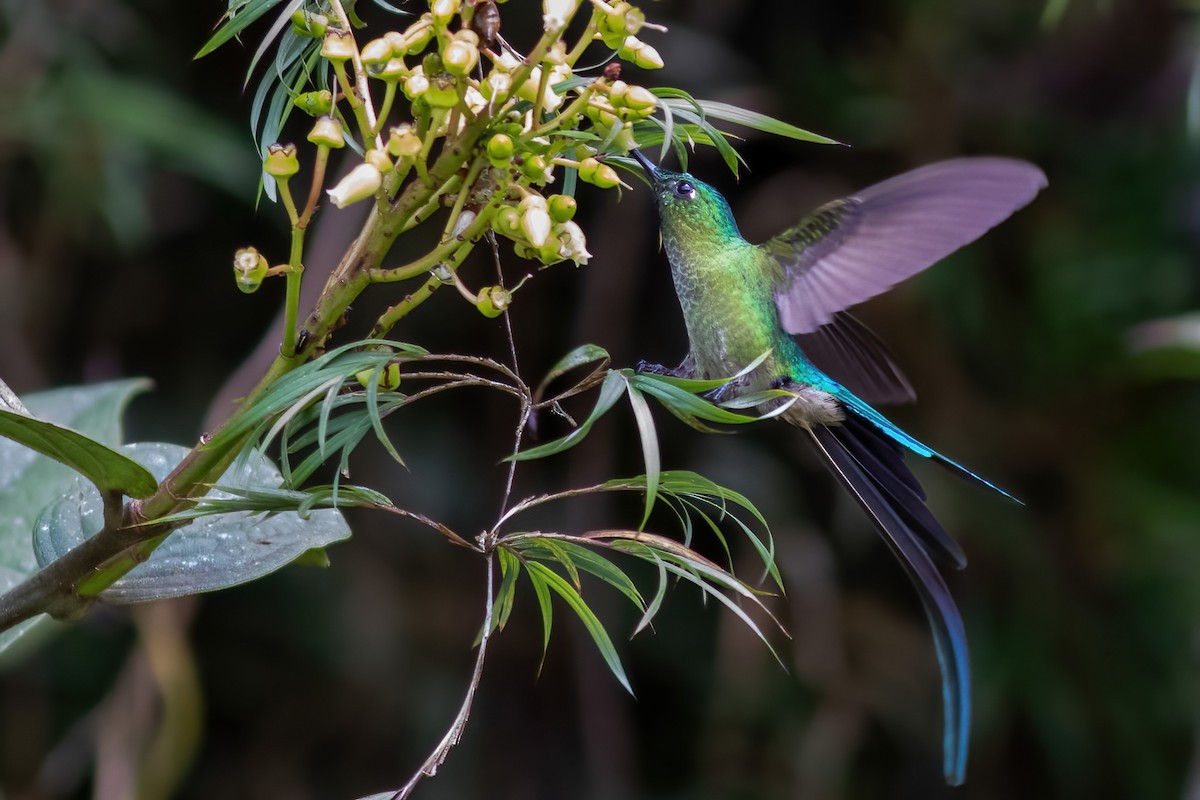 Long-tailed Sylph - ML615209856
