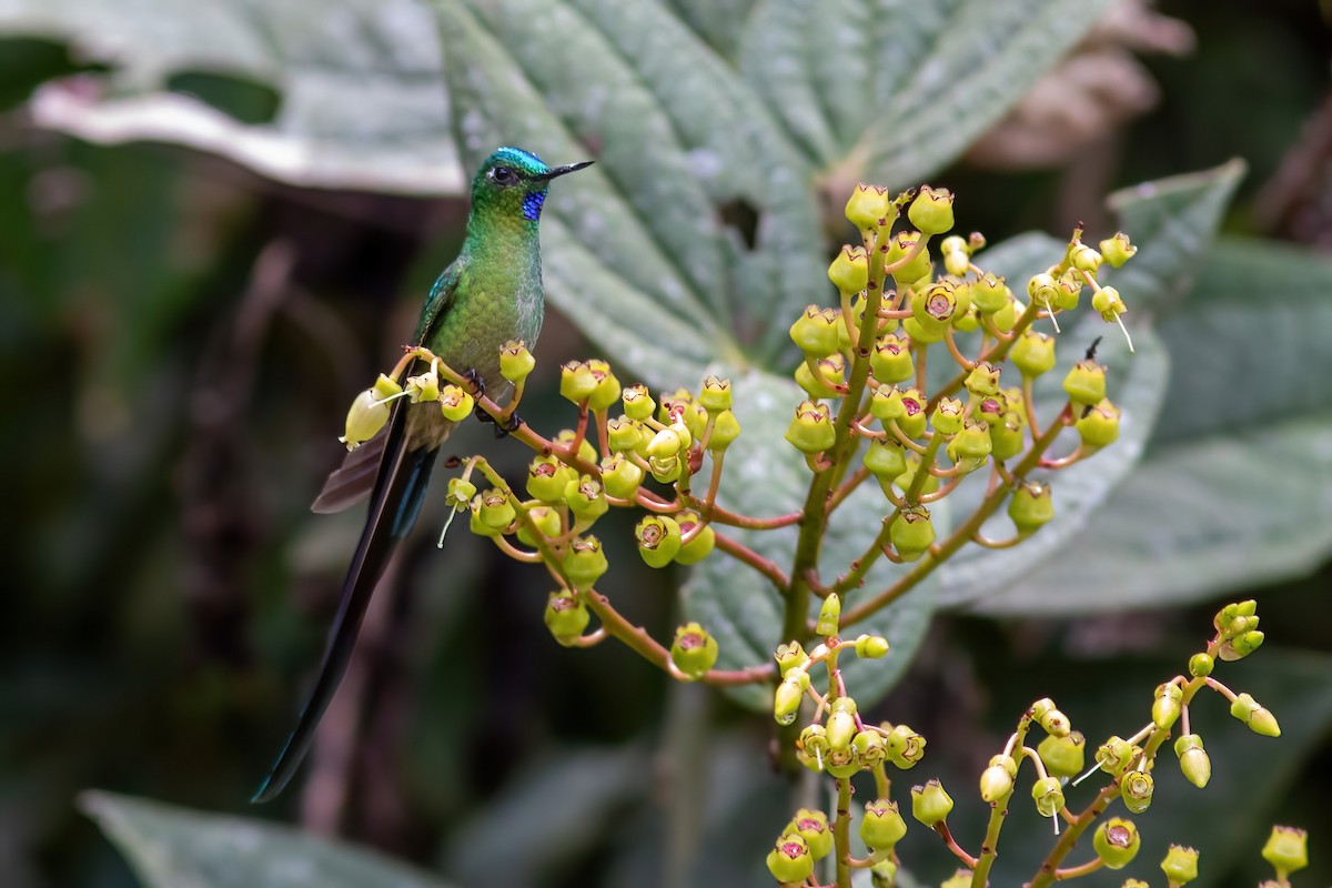 Long-tailed Sylph - ML615209857