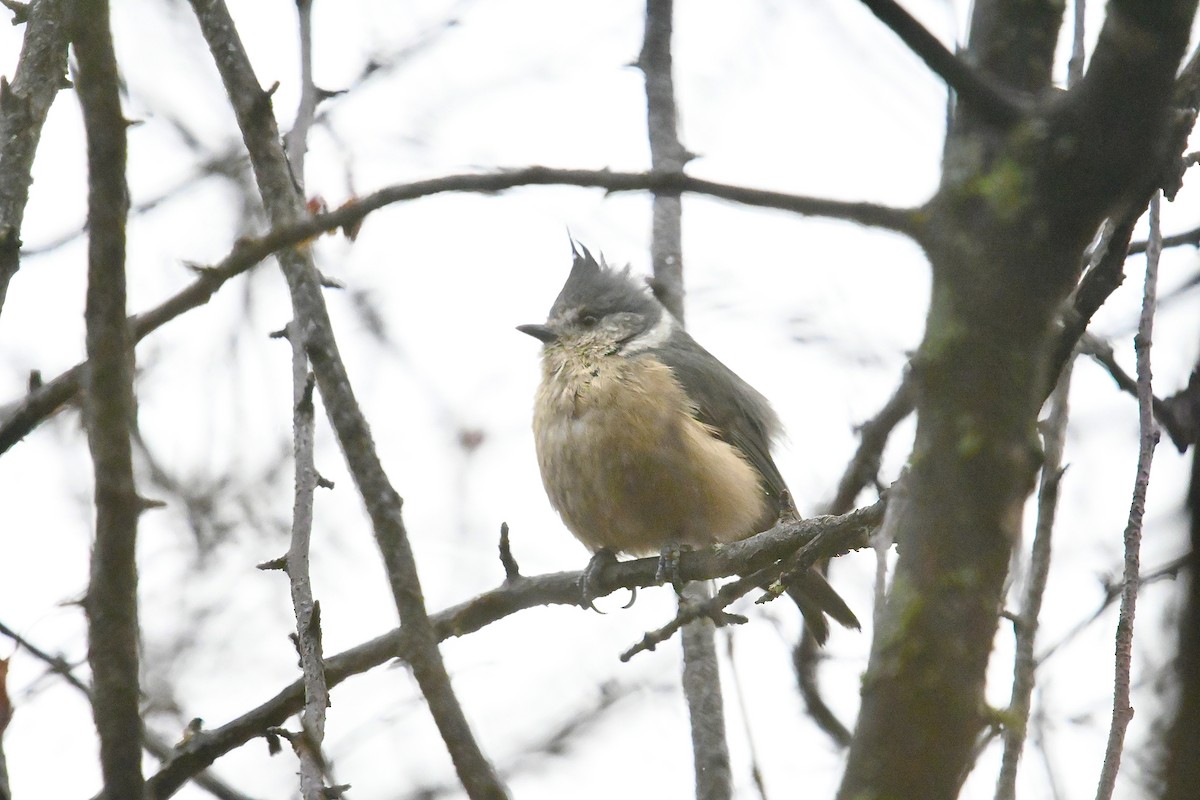 Gray-crested Tit - ML615209887