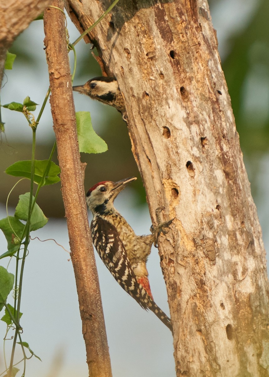Freckle-breasted Woodpecker - ML615209938