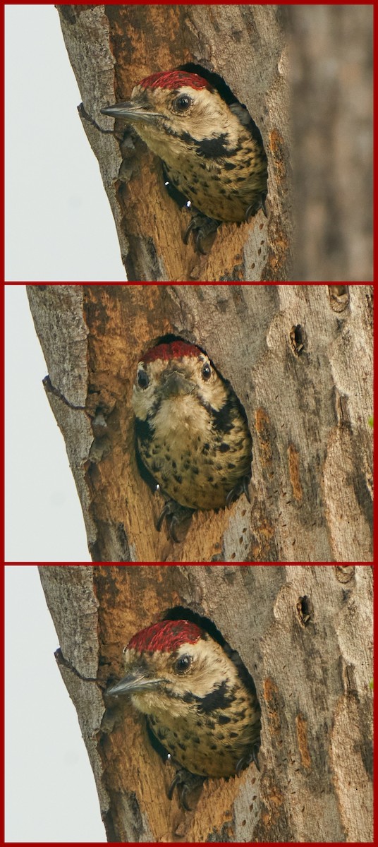 Freckle-breasted Woodpecker - ML615209950