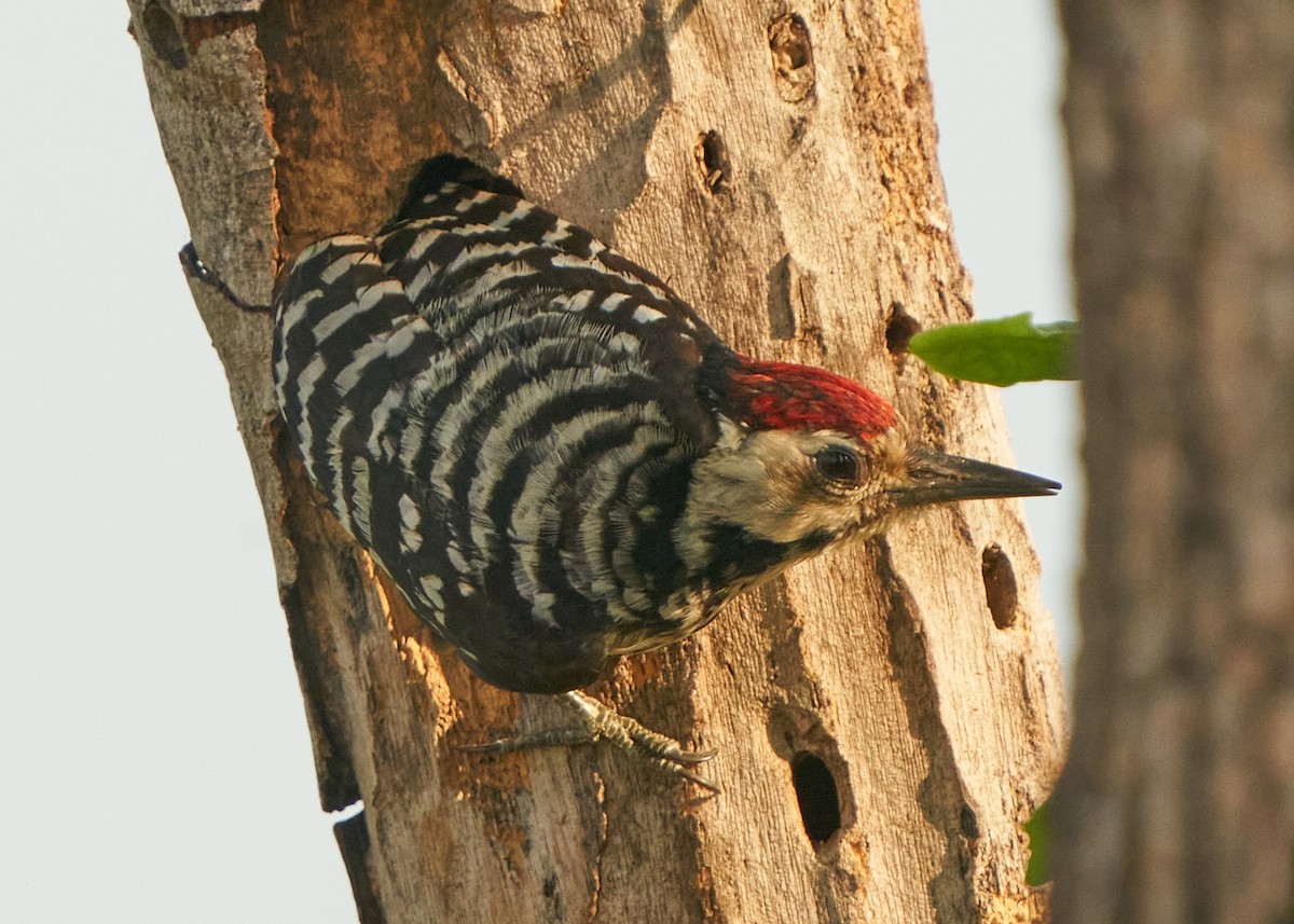 Freckle-breasted Woodpecker - ML615209955