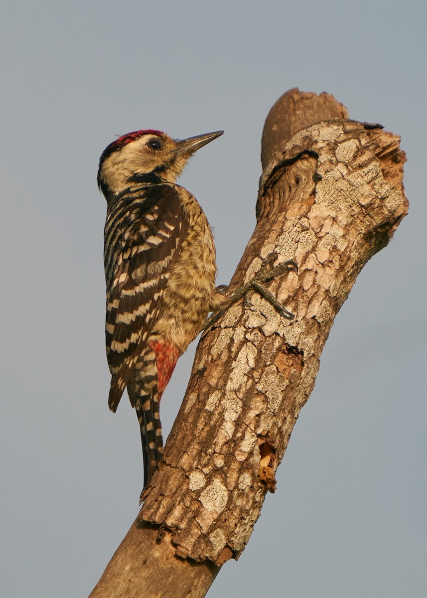 Freckle-breasted Woodpecker - ML615209958