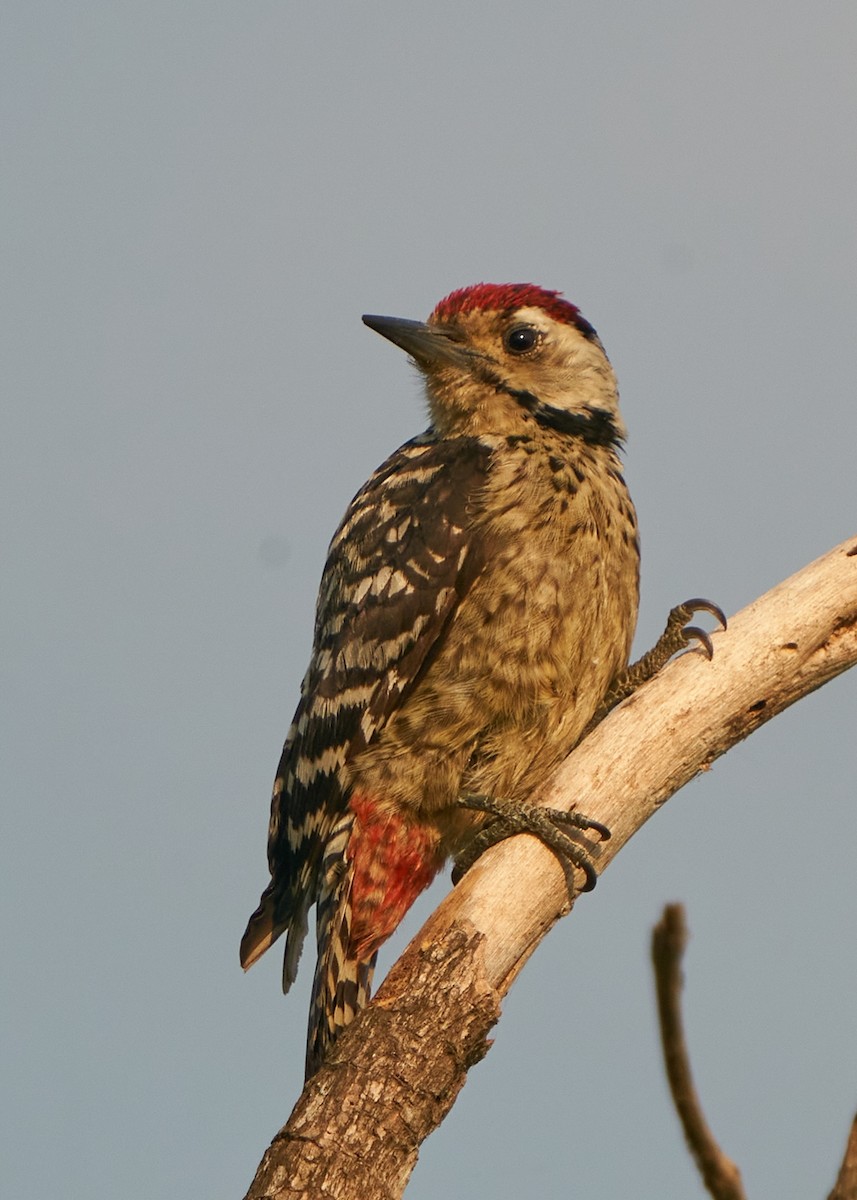 Freckle-breasted Woodpecker - ML615209962