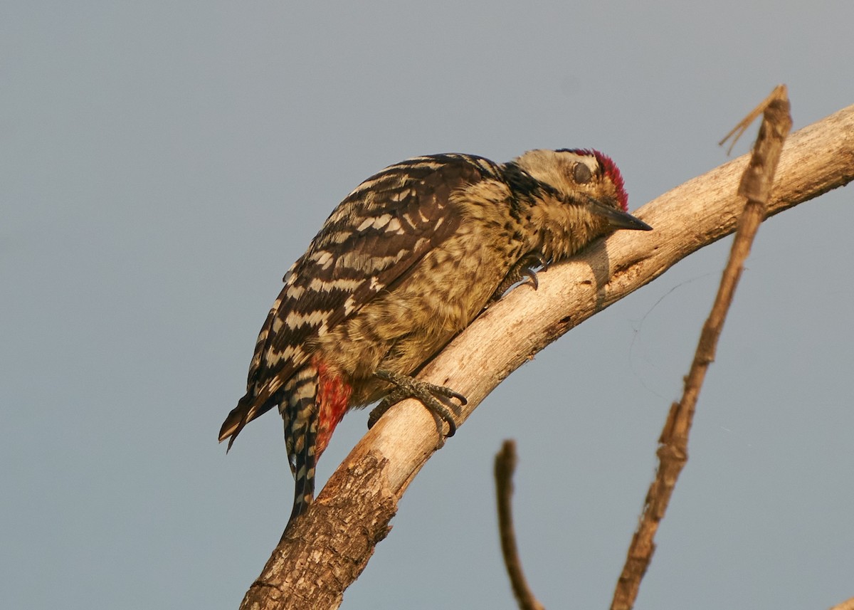 Freckle-breasted Woodpecker - ML615209963