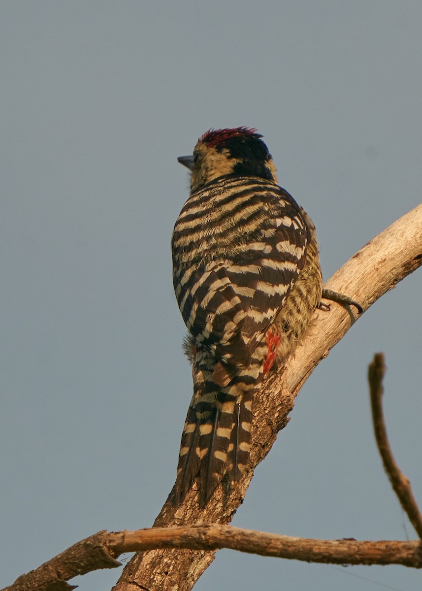 Freckle-breasted Woodpecker - ML615209969