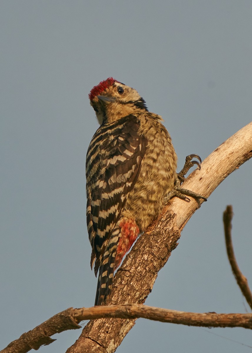 Freckle-breasted Woodpecker - ML615209974
