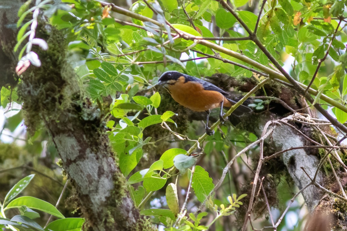 Chestnut-bellied Mountain Tanager - ML615210108