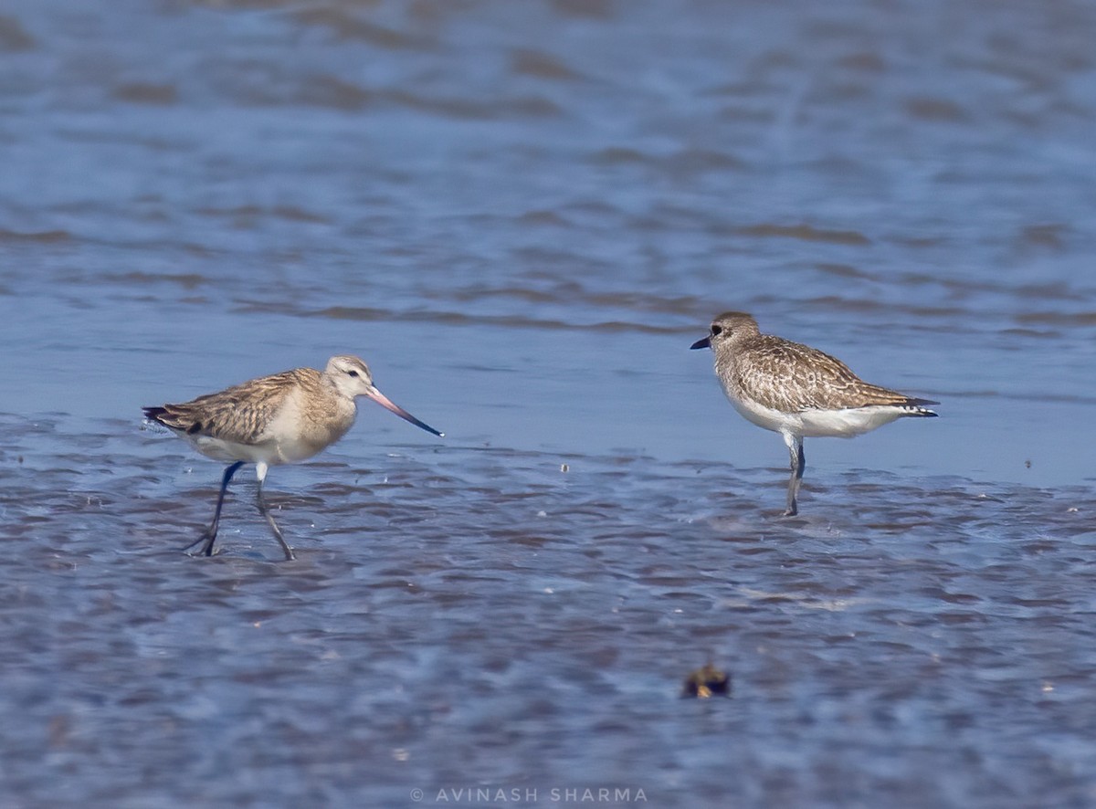 eBird India Checklist - 21 Feb 2024 - Saaral Beach - 37 species