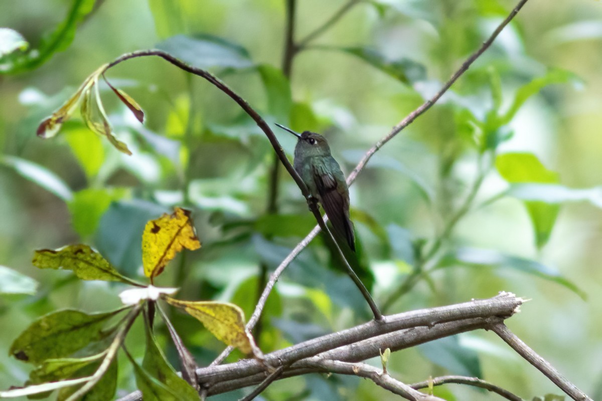 kolibřík světlerousý - ML615210247
