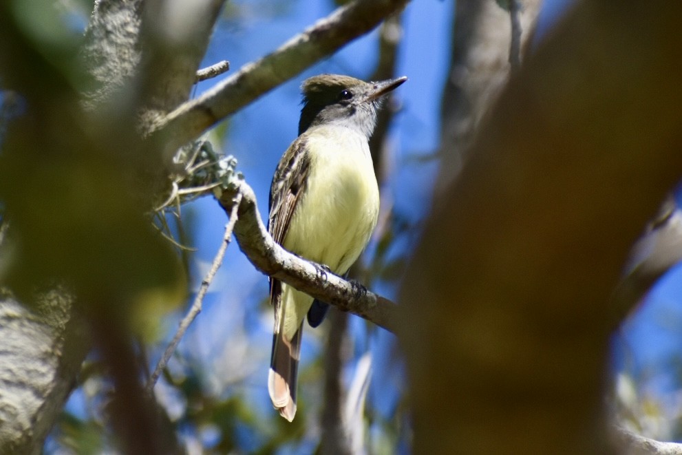 Great Crested Flycatcher - ML615210264