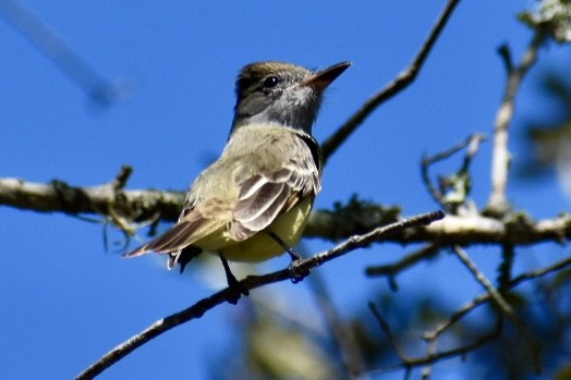 Great Crested Flycatcher - ML615210265