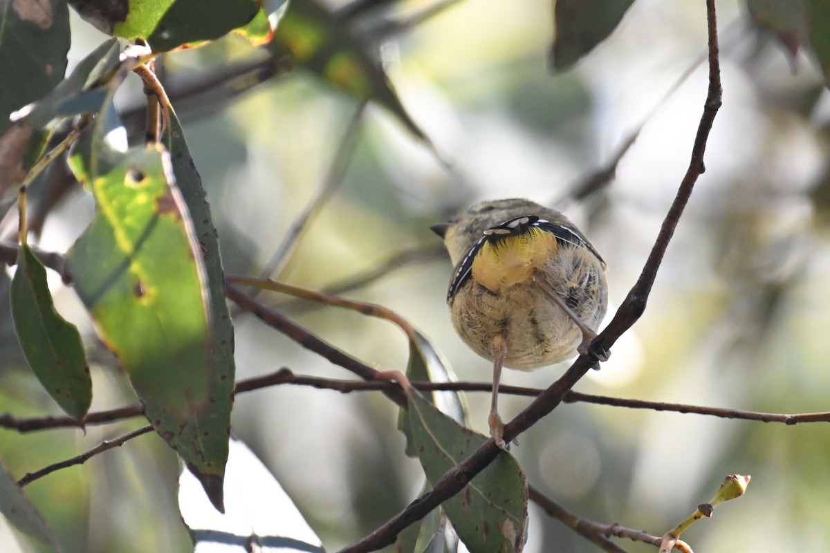 Spotted Pardalote - ML615210502