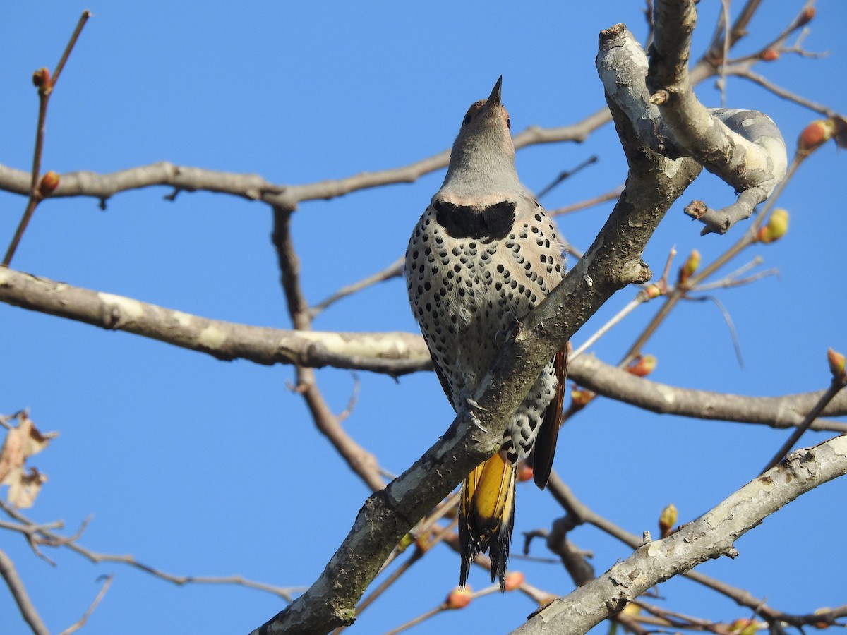 Northern Flicker (Yellow-shafted x Red-shafted) - ML615210528