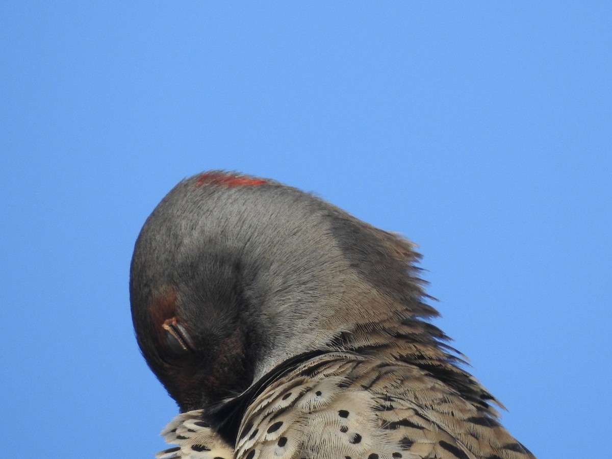 Northern Flicker (Yellow-shafted x Red-shafted) - ML615210529