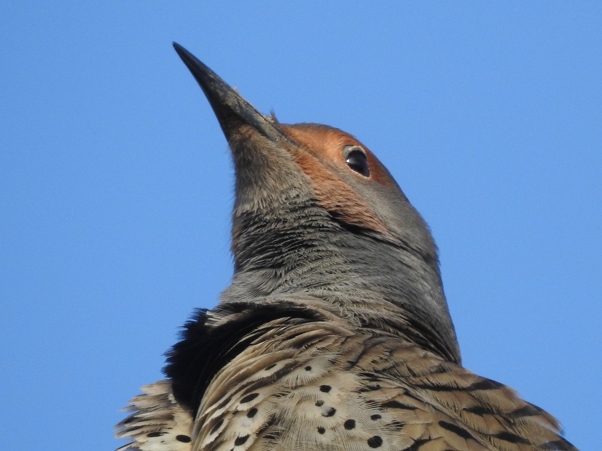 Northern Flicker (Yellow-shafted x Red-shafted) - ML615210530