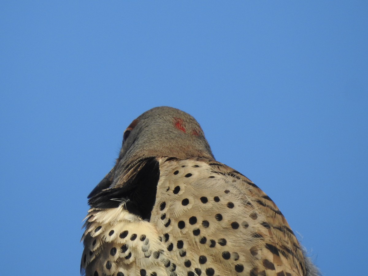 Northern Flicker (Yellow-shafted x Red-shafted) - ML615210531