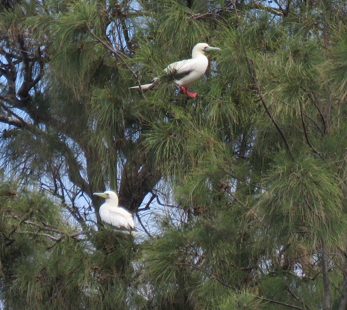 Red-footed Booby - ML615210571