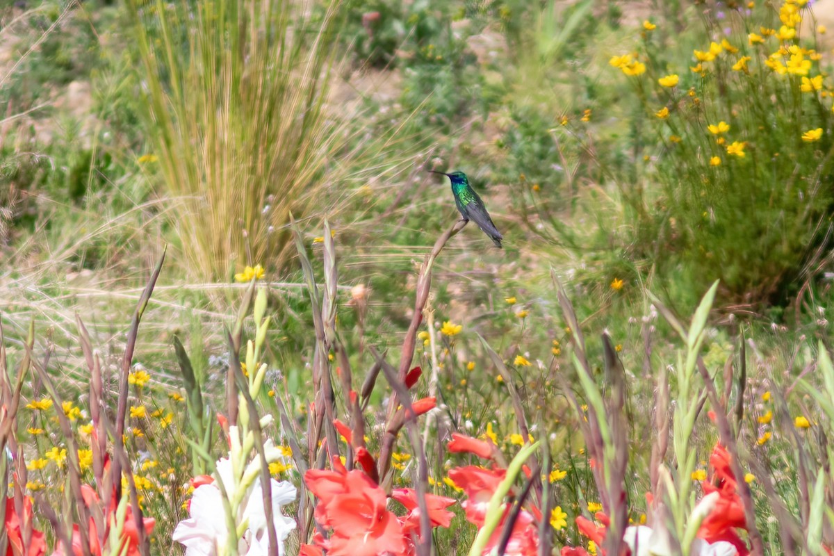 kolibřík modrolící - ML615210615