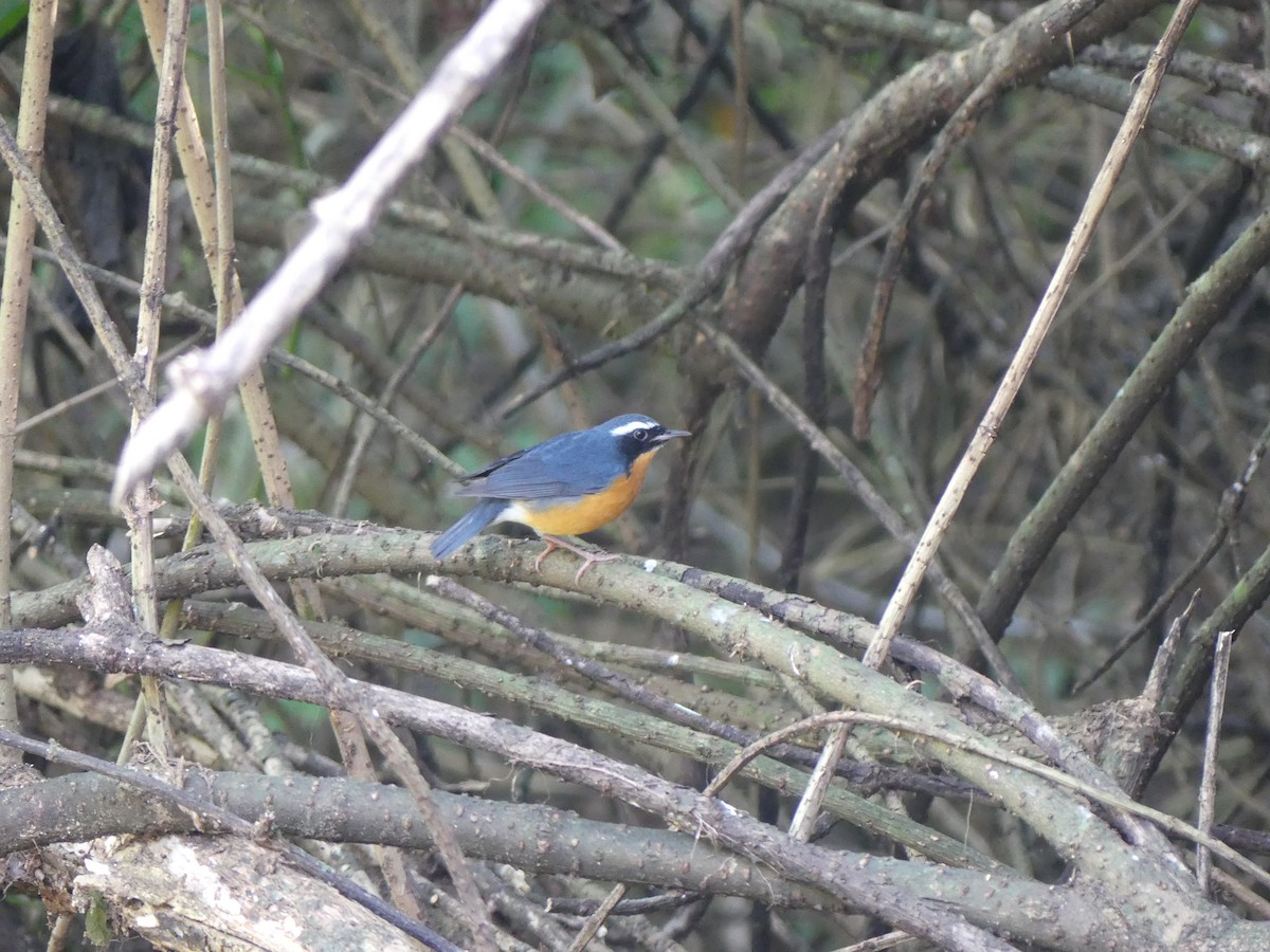 Indian Blue Robin - ML615210690