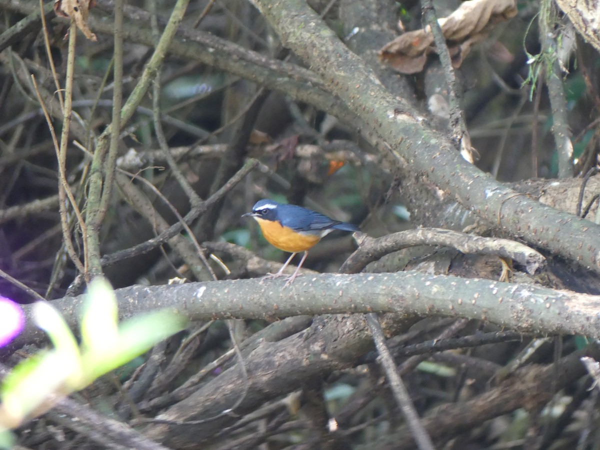 Indian Blue Robin - ML615210691