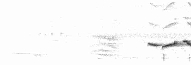 Kabarık Gerdanlı Ardıçesmeri - ML615210770