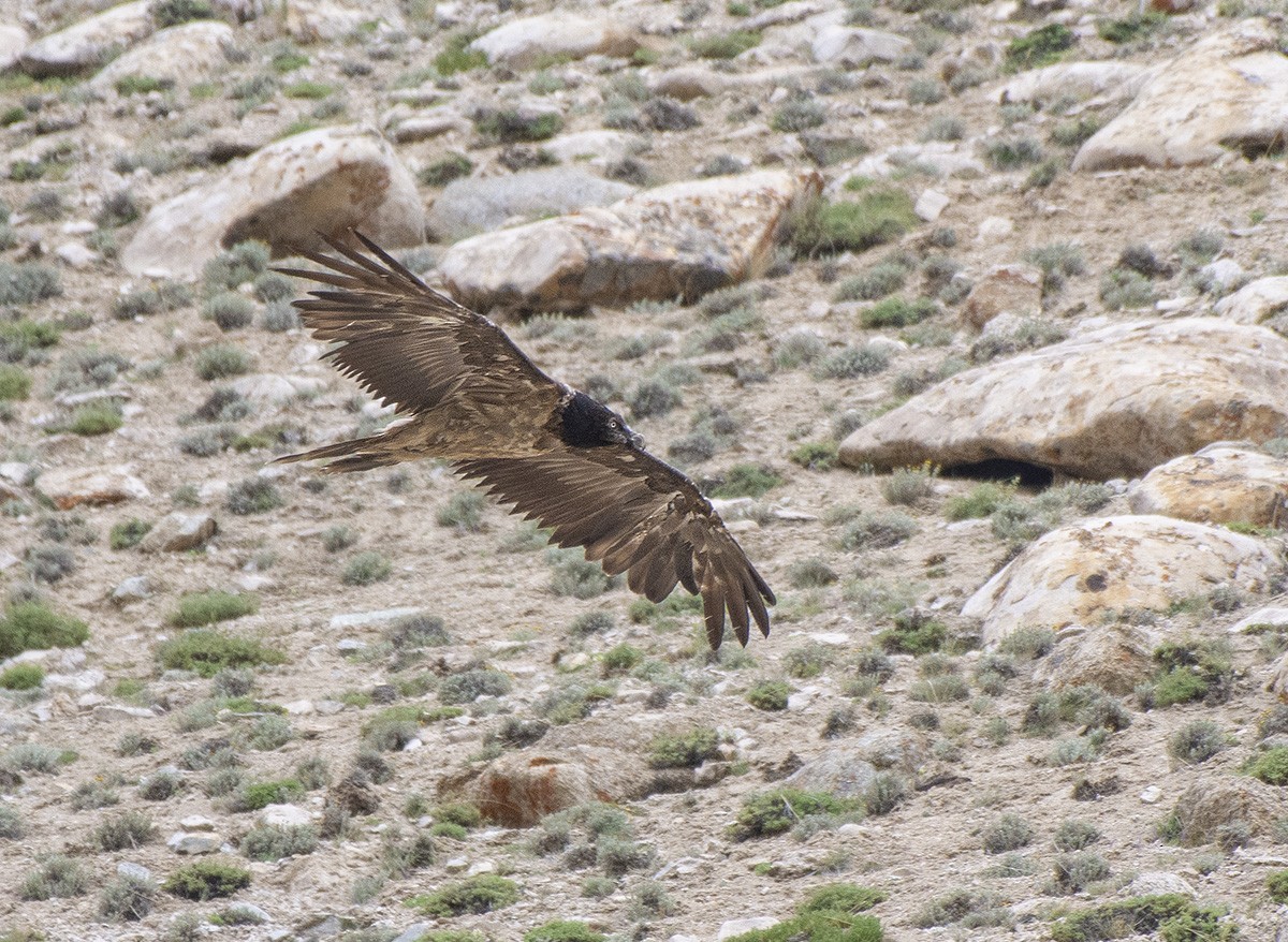 Bearded Vulture - ML615210881