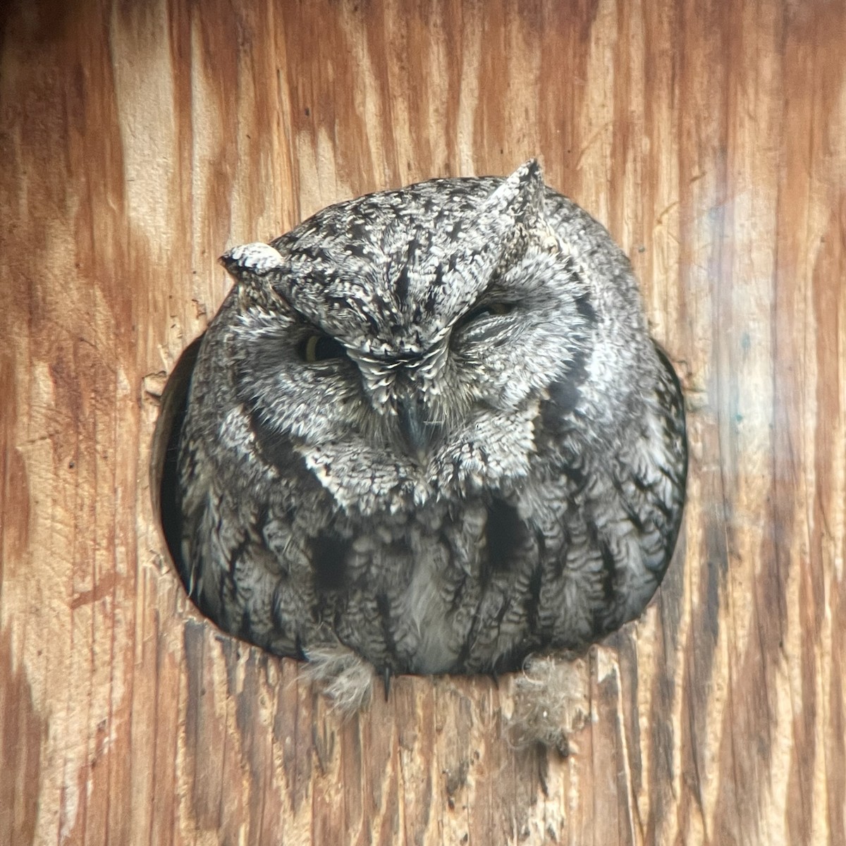 owl sp. - ML615210893