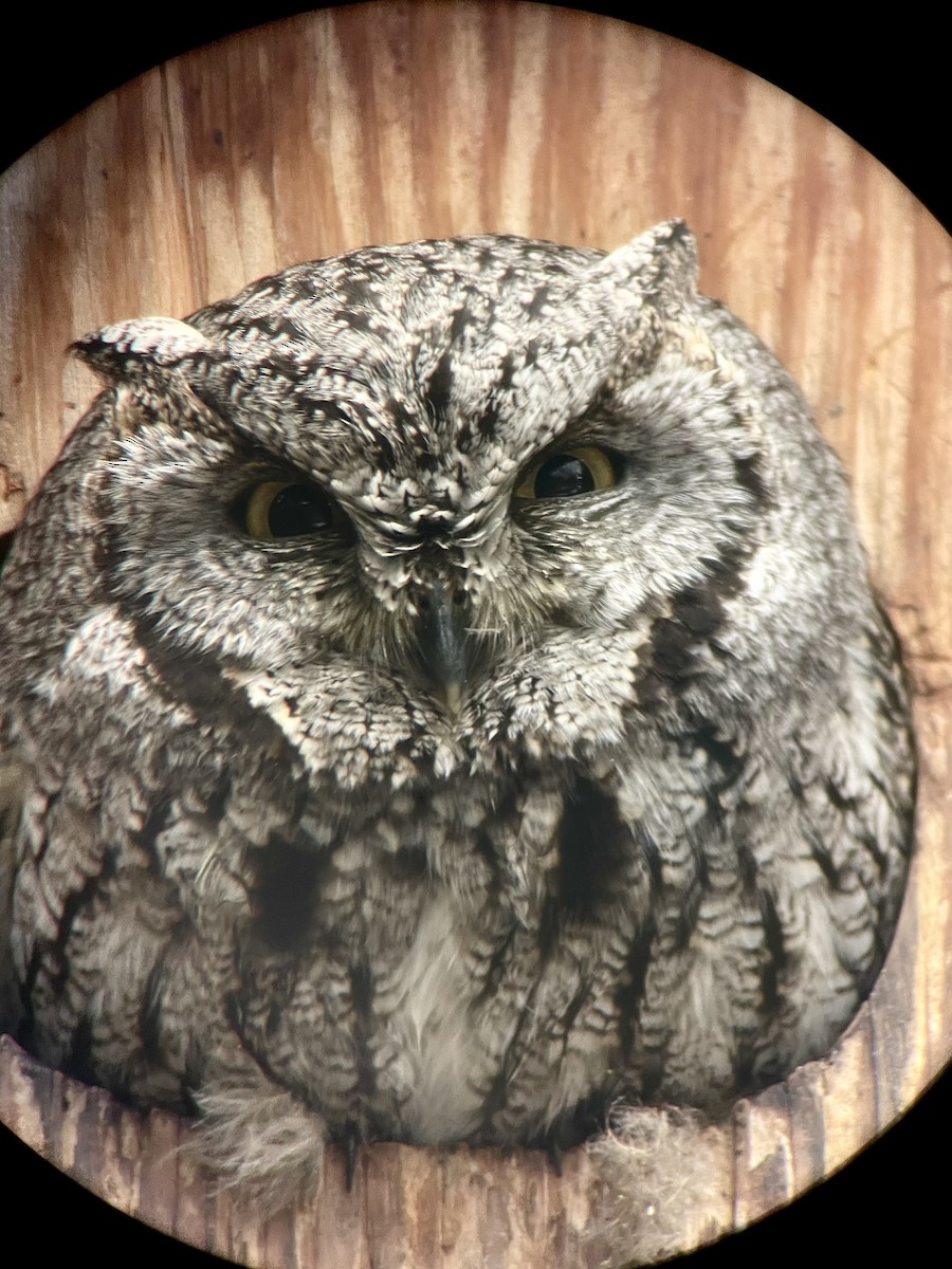 owl sp. - ML615210895
