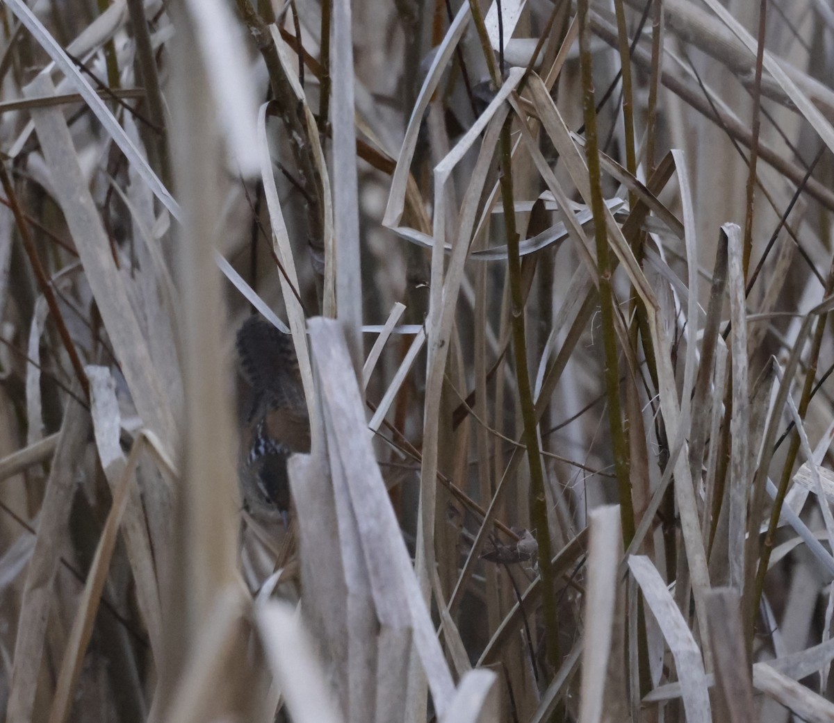 Marsh Wren (palustris Group) - ML615210965