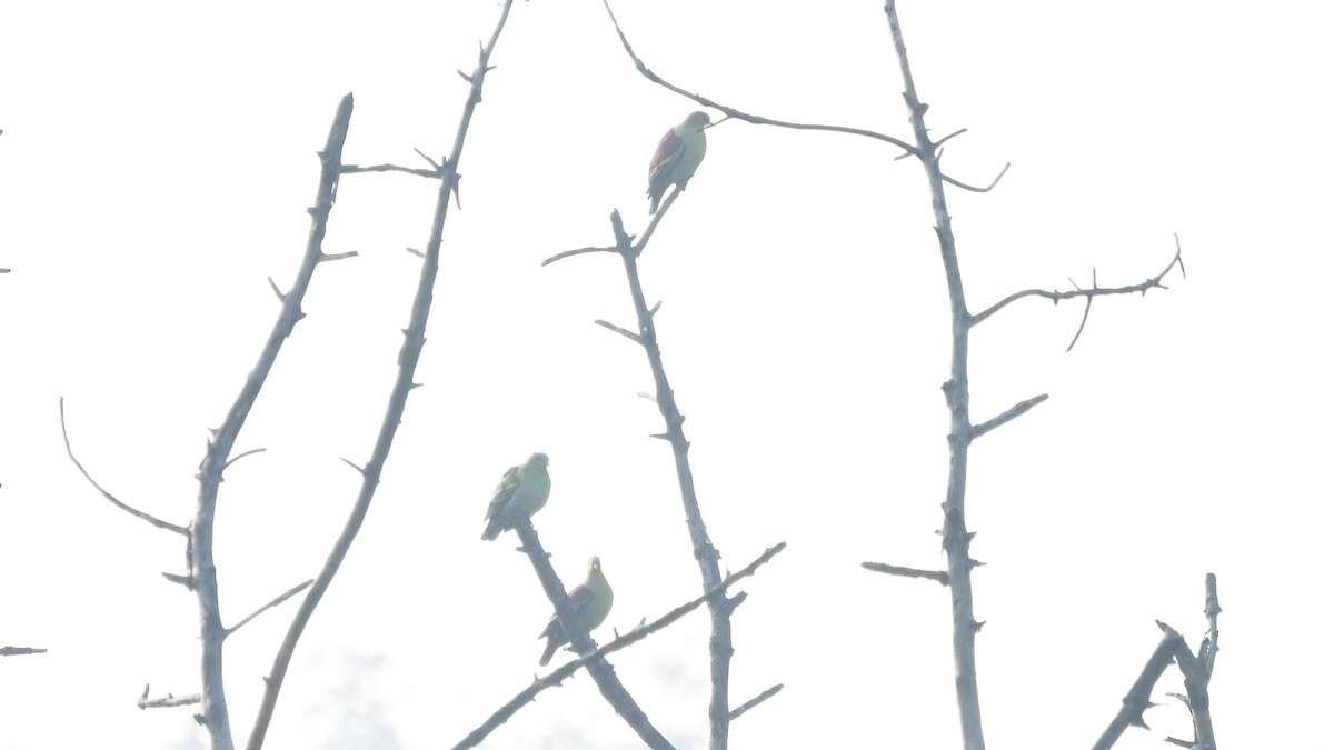 Ashy-headed Green-Pigeon - ML615210983
