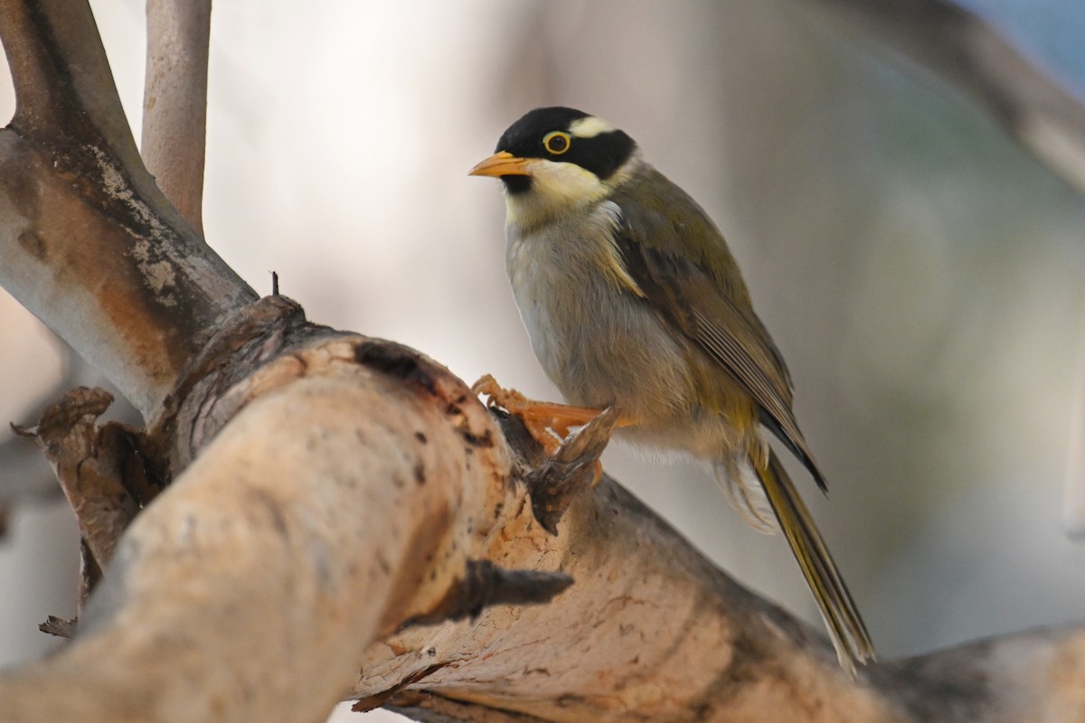 Strong-billed Honeyeater - Ting-Wei (廷維) HUNG (洪)