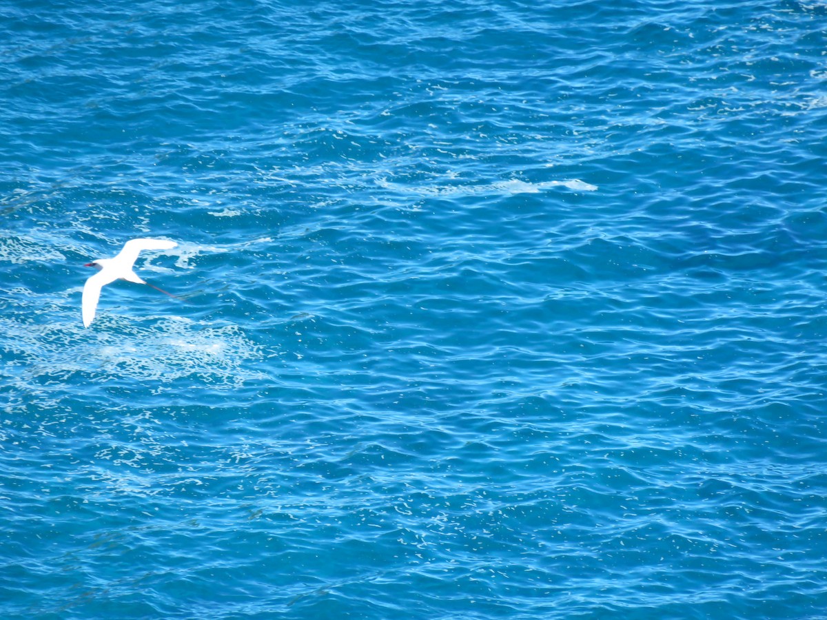 Red-tailed Tropicbird - ML615210991