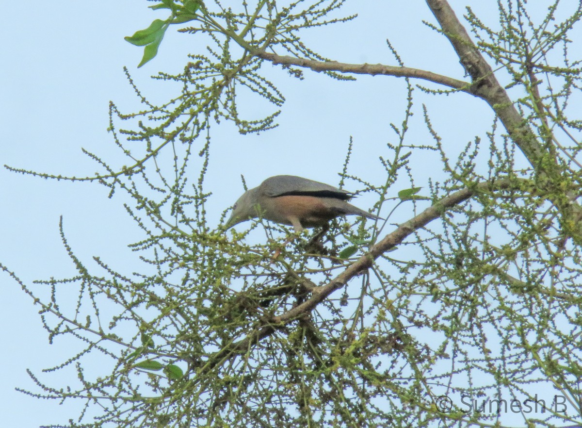Chestnut-tailed Starling - ML615211049