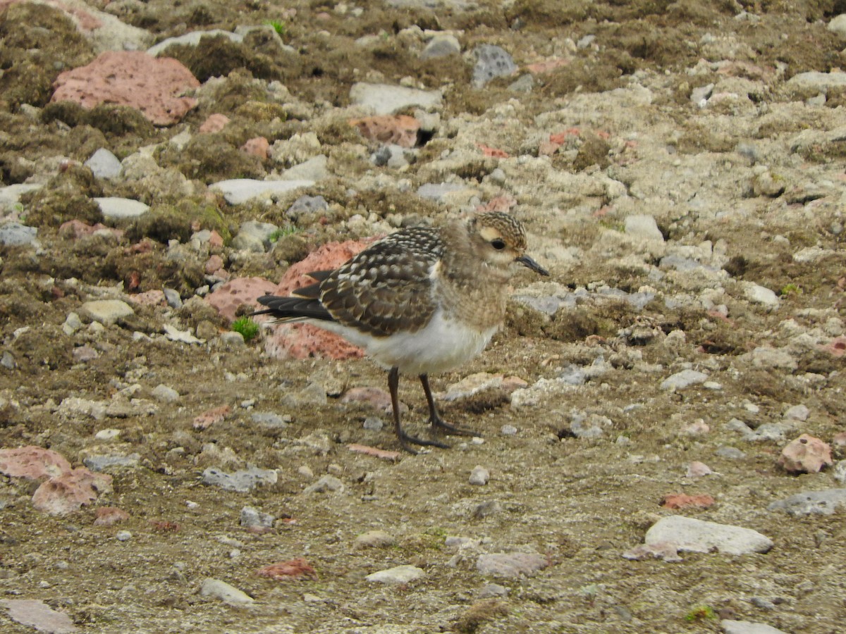 Rufous-chested Dotterel - ML615211250
