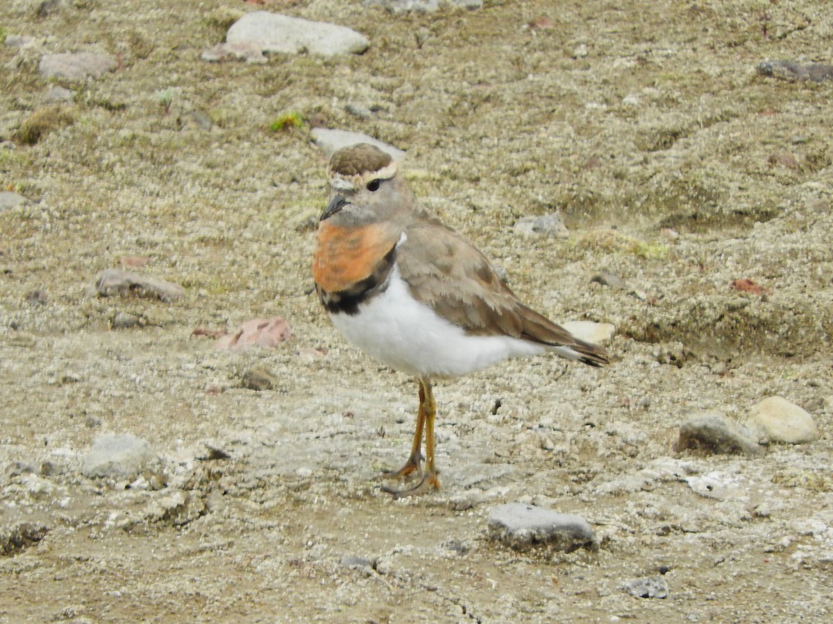 Rufous-chested Dotterel - ML615211251