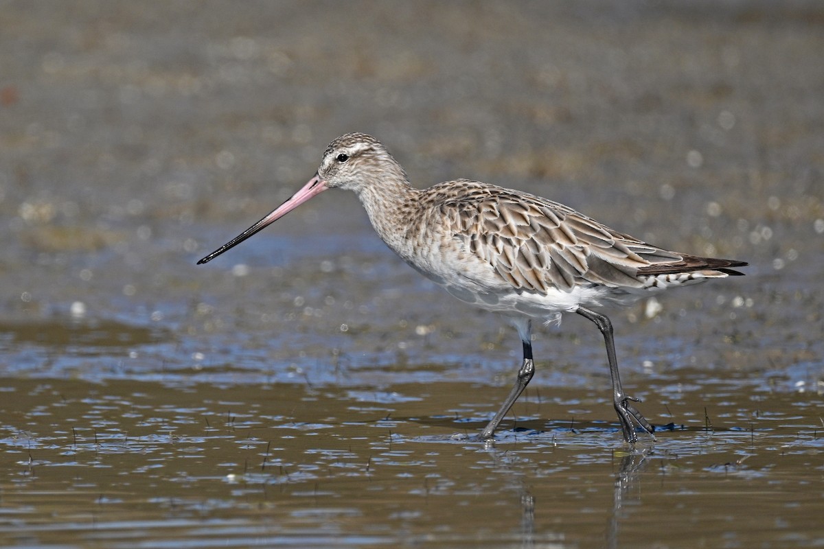 Bar-tailed Godwit - Gary K Froehlich