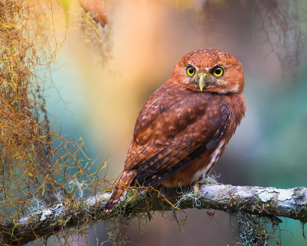 Costa Rican Pygmy-Owl - ML615211388