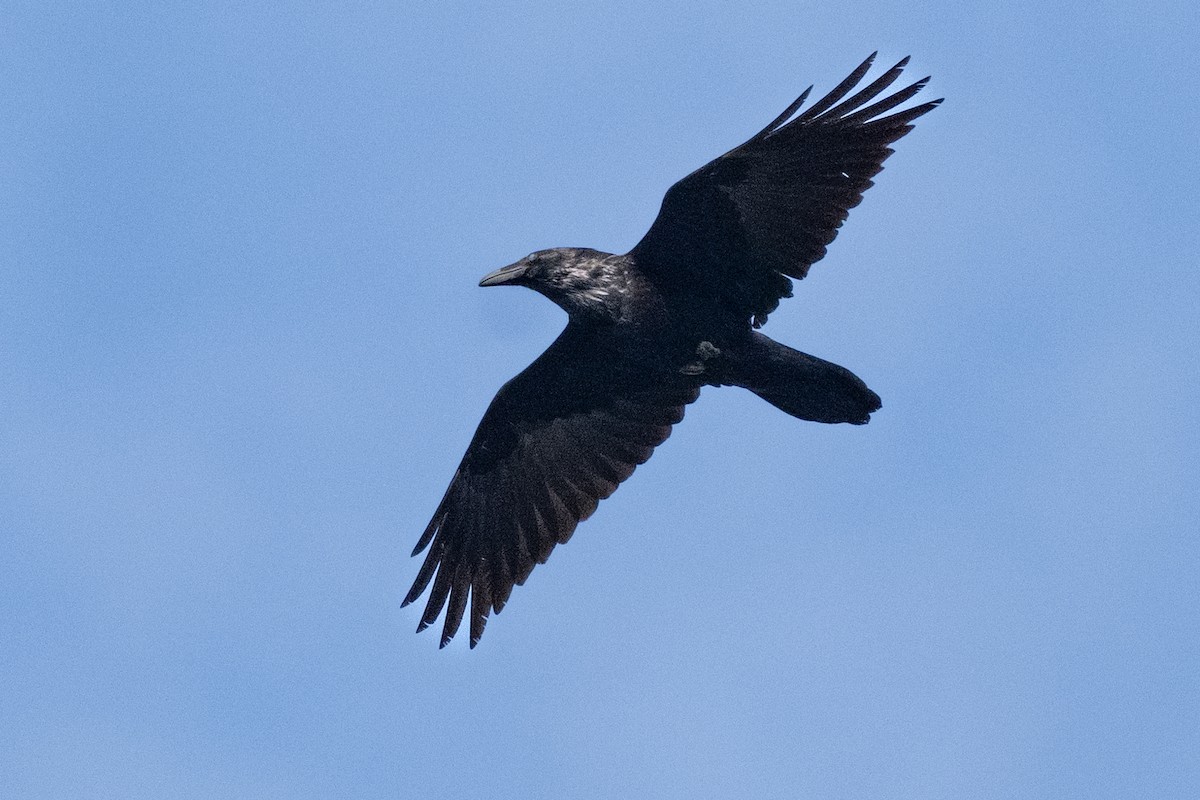 Common Raven - ML615211632