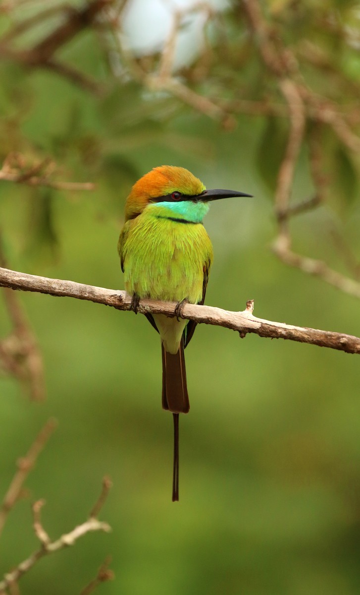 Asian Green Bee-eater - ML615211659